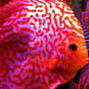 Lionfish