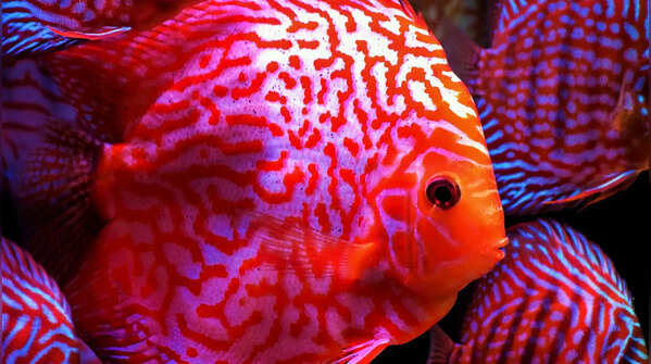 Lionfish