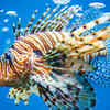 Clown triggerfish