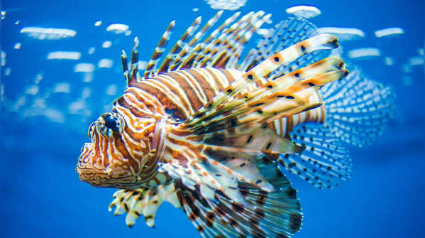 Clown triggerfish
