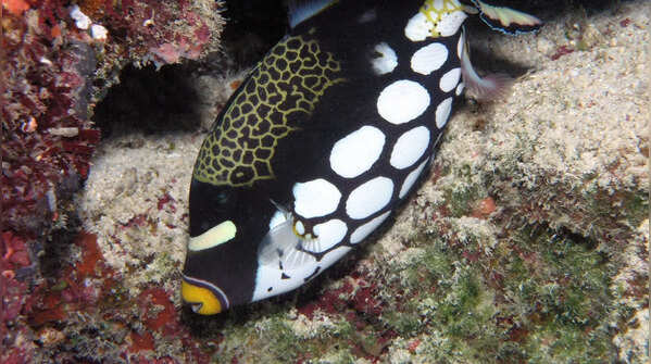 Betta fish
