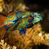 Why these fish stand out