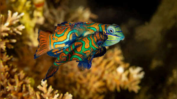 Why these fish stand out