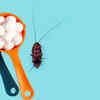 Clove oil or whole cloves