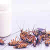 Peppermint oil