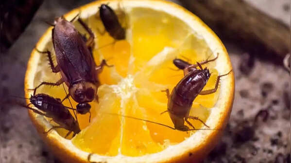 Lemon and water cleaning solution