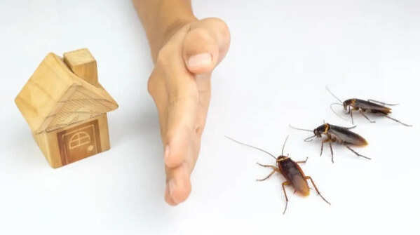 How to get rid of cockroaches naturally: 10 Proven home remedies that work fast