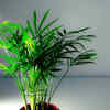 Article image for: Bamboo palm for fresh atmosphere