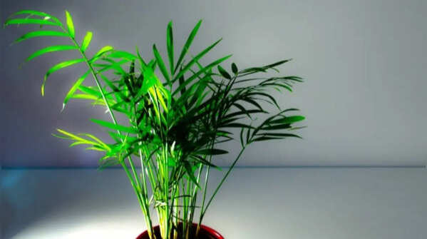 Bamboo palm for fresh atmosphere