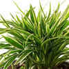 Article image for: Spider plant for removing pollutants