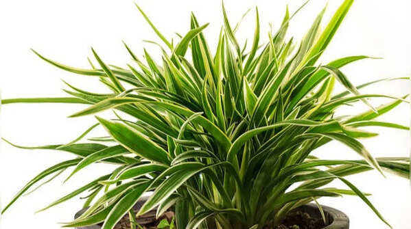 Spider plant for removing pollutants