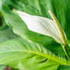 Article image for: Peace lily for toxin removal