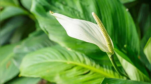 Peace lily for toxin removal