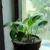 Money plant for easy growth