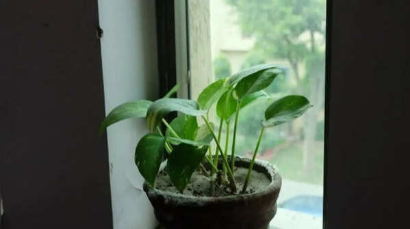 Money plant for easy growth