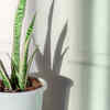 Snake plant for low-maintenance care