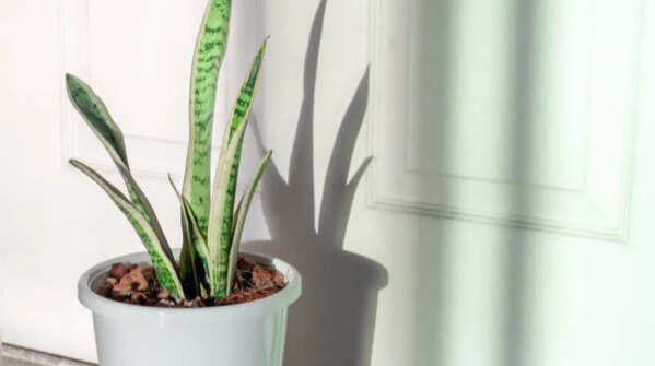 Snake plant for low-maintenance care