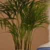 Areca palm for natural humidification