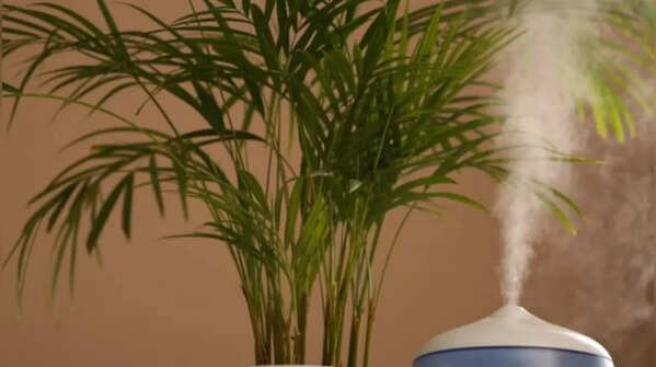 Areca palm for natural humidification