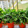 Article image for: 7 air-purifying plants for terrace gardens