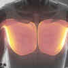 Pectoralis Major