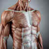 Latissimus Dorsi