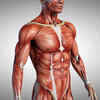 Trapezius