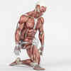 Quadriceps Femoris
