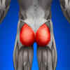 Gluteus Maximus