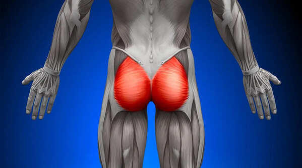 Gluteus Maximus