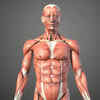 Article image for: GK Fact of the Day: 5 largest muscles of the human body