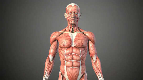 GK Fact of the Day: 5 largest muscles of the human body