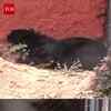 Article image for: Black Panther Arrives at <i class="tbold">indira gandhi</i> Zoological Park After 40 Years