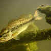 Article image for: The Black Sea Bass
