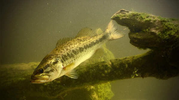 The Black Sea Bass