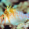 The Hawkfish