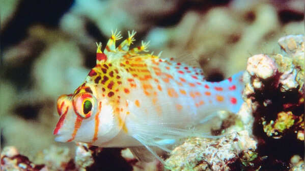 The Hawkfish