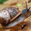 Article image for: The Common Slipper Snail