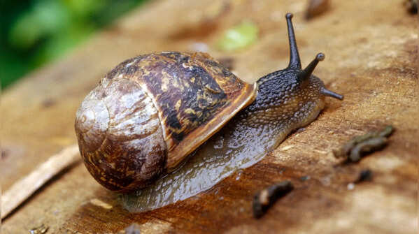 The Common Slipper Snail