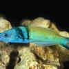 The Bluehead Wrasse
