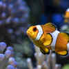 The Clownfish