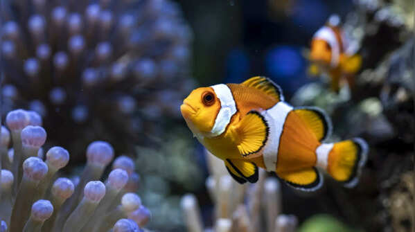 The Clownfish