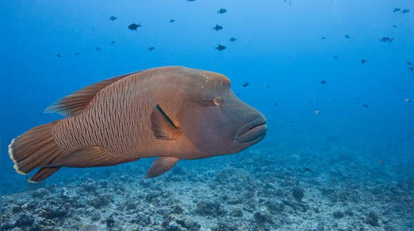 5 animals that can switch gender, and how