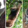 Article image for: Meet the unexpected animals that can grab, grip and climb like humans