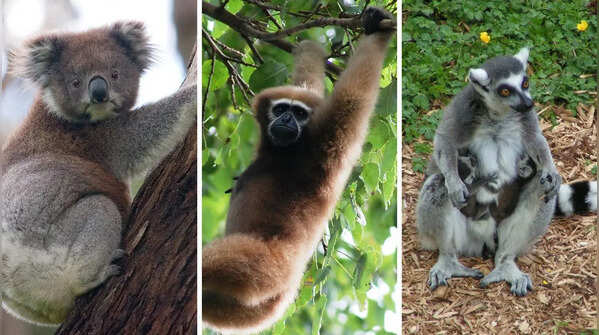 Meet the unexpected animals that can grab, grip and climb like humans