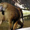 Baboons