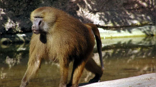 Baboons