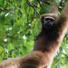 Gibbons