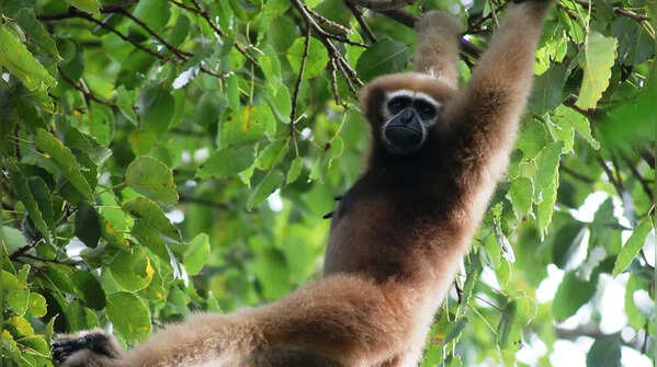Gibbons