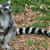 Lemurs